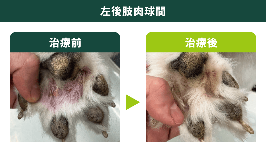 左後肢肉球間