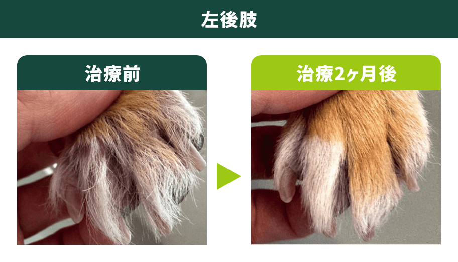 左後肢