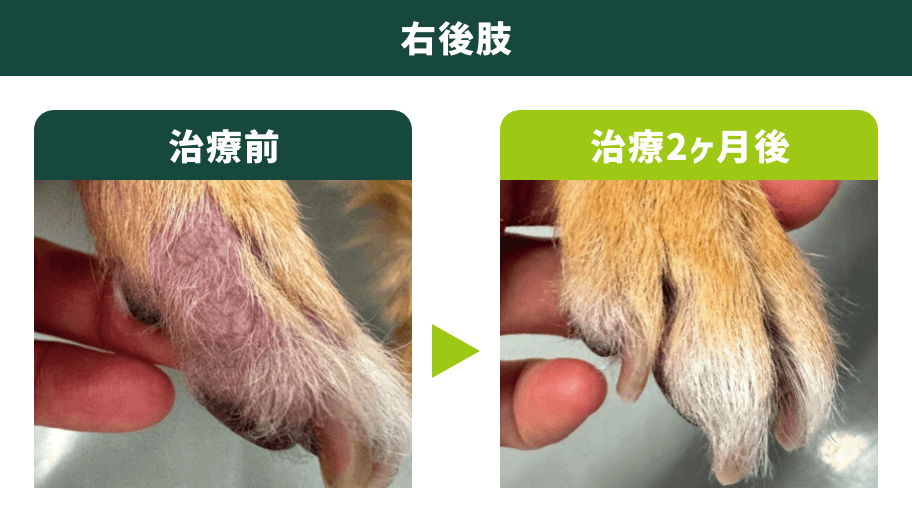 右後肢